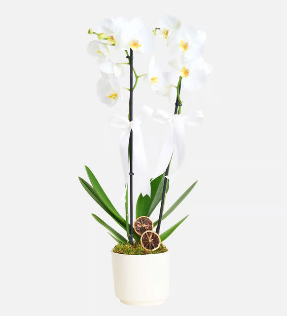 Banner image for: <h3>Orkideler</h3>